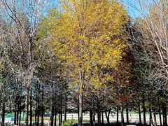 -羊亭河湿地公园