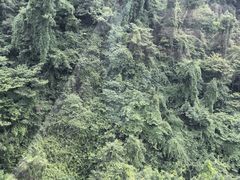 -青城山