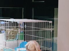 -美迦爱-动物医院·骨科·牙科·夜诊(朝阳路诊疗中心)