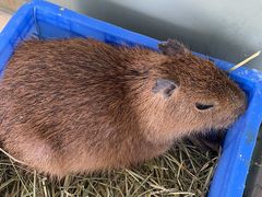 -怪兽屋·羊驼·猫咖·狗咖(俊华广场店)