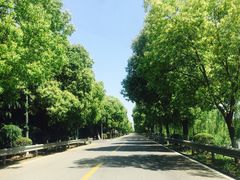-鹅湖玫瑰文化园