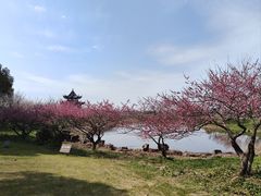 -上海海湾国家森林公园