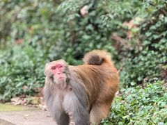 -黔灵山公园