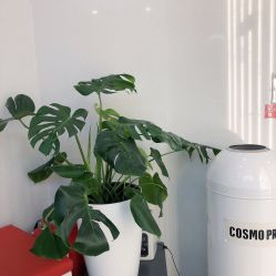 点击看大图 -COSMO PRO造型