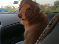 -伟伟宠物医院·CT影像中心·瑞派犬猫综合性门诊(汉口总院)