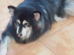 -more than meow吴止猫主题餐厅(承德 中船汇店)