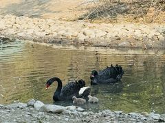 -长白岛森林公园