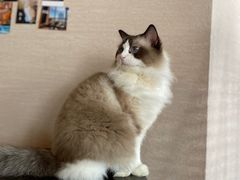 -蓝鲸·缅因猫舍