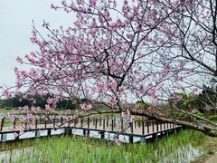 -东平国家森林公园