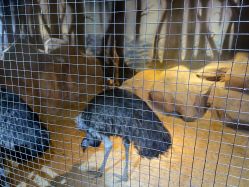 -酷嗒动物文化乐园(cutezoo西溪乐天城店)