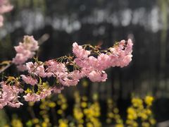 -顾村公园