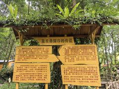 -莫里热带雨林景区