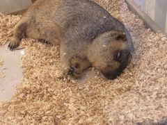 -怪兽屋·羊驼·猫咖·狗咖(俊华广场店)