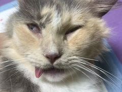 -格蕾宠物医院24H·猫科·肿瘤科·骨科中心(福州总院)