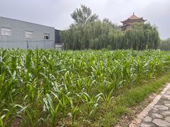 -纪晓岚文化园
