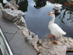 -龙华素斋(龙华路店)