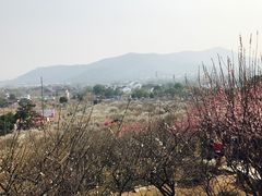 -香雪海