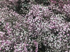 -植物学家的女儿(北马道巷店)