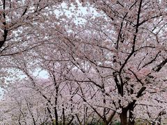 -苏州上方山国家森林公园