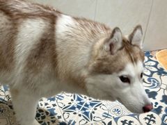 -Let's go狗咖·猫咖·奶狗·桌游(春熙路IFS店)