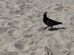 -海云台海滩