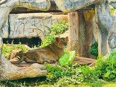 -海南热带野生动植物园