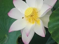 -惠州西湖丰渚园