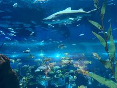 -海合安武汉极地海洋公园