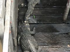 -洞里萨湖