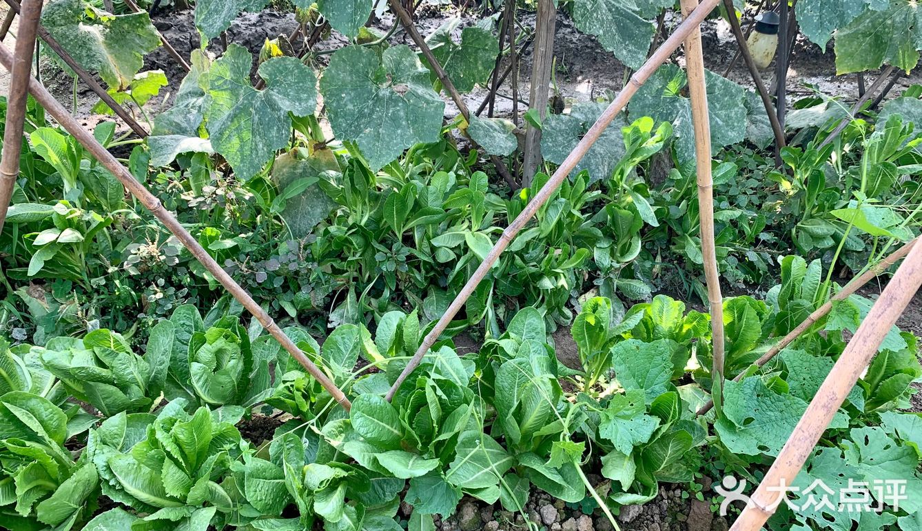 一大早去“偷”瓜🥒