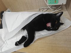 -北京观赏动物医院·24小时大型综合·猫专科·异宠专科