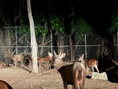 -清迈夜间动物园