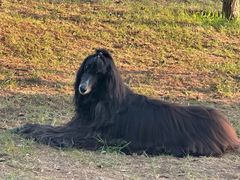 -爪吧宠物乐园 (温榆河示范区店)