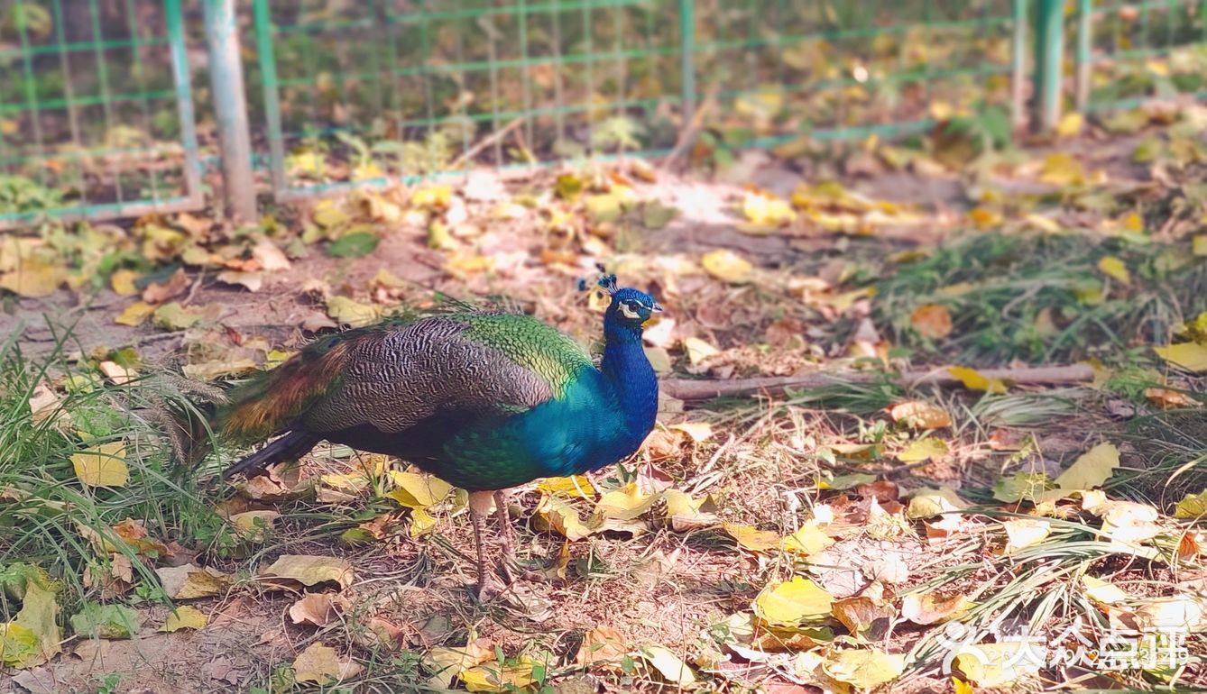 免费公园 近距离接触小动物