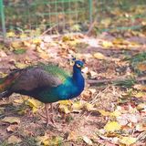 免费公园 近距离接触小动物