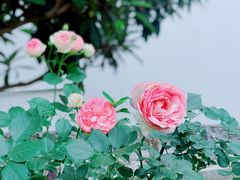 -龙坞茶村