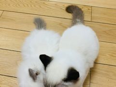 -爱侣宠医·鹦鹉专科·小型哺乳类·异宠专科(灵石路店)