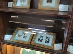 -上海大自然野生昆虫馆(东方明珠·爬宠昆虫探索中心)