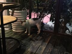 -山色西餐·柴火烤披萨