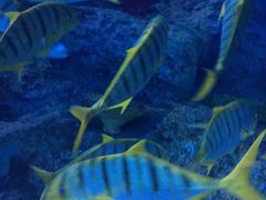 -芜湖新华联大白鲸海洋公园
