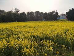 -三圣花乡旅游区