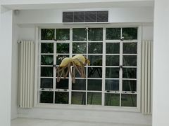 -胶囊画廊
