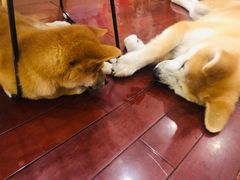 -喜柴咖啡·柴犬狗咖