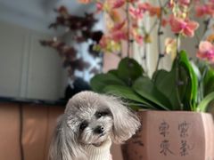 -爱宠屋pet shop·宠物洗澡·宠物美容