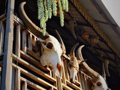 -西双版纳傣族园