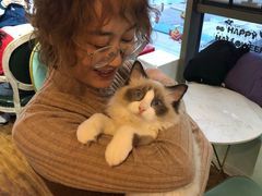 -这儿没有猫·猫咖萌宠馆·撸猫