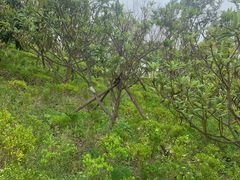 -春花秋色城市公园