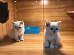 -猫十亿·布偶金渐层·曼基康矮脚猫舍(青年路店)
