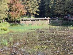 -深圳仙湖植物园