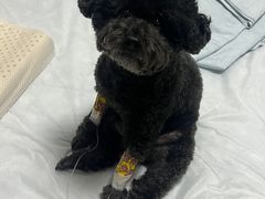 -康旭宠物医院(郑州总院)